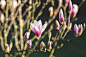 Blossoming of magnolia flowers in spring time