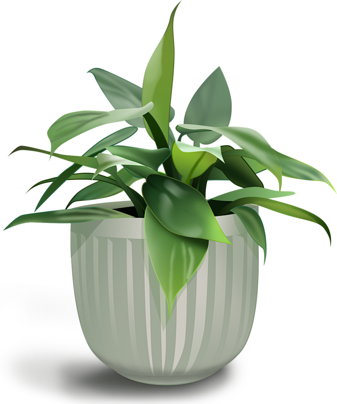 小叶绿植桌面盆栽植物