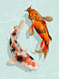 Two Japanese Koi fish swimming | free image by rawpixel.com