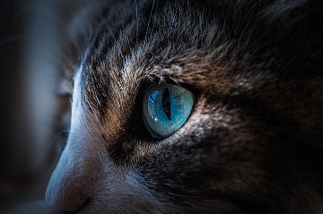 Cat's eye