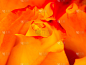 玫瑰,花朵,水平画幅,橙色,玫瑰花瓣,情人节,抽象,复杂,特写,卷须
