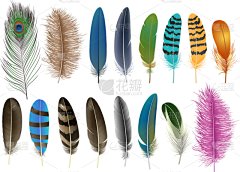 羽毛,时尚,图标集,分离着色,华丽的,图像,自然美,写实,收集