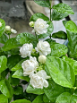 茉莉花茶为什么叫“茉莉” - 小红书