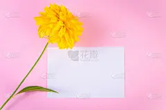 空白贺卡和黄色的花在粉红色的背景。夏天的概念。时尚简约主义。