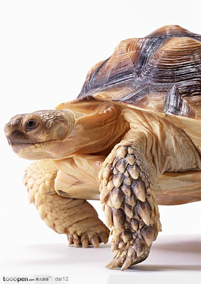 动物表情-金黄色的乌龟