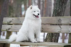 点击来源直接获取大图文件 |Samoyed white dog is sitting in the winter forest on a bench