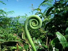 复叶,蕨类,青年人,剑 fern,紫蕨,蕨菜,自然,美,水平画幅,绿色