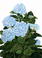 Blue Hydrangea Watercolor Garden