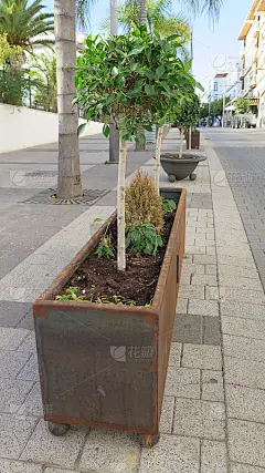 大铁槽，有枯萎的花和月桂树_5262402224