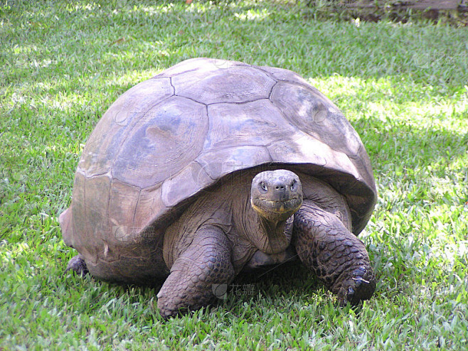 巨大的土地Tortise
