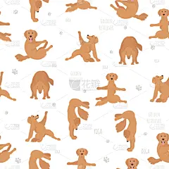 瑜伽,狗,金毛寻回犬,注视镜头,黄金,式样,可爱的,锻炼,收集,放松