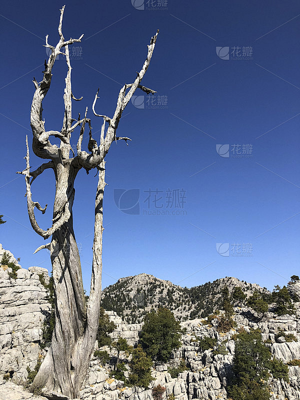 这是一棵枯死的老杜松树反抗岁月的故事