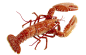 lobster_png_by_absurdwordpreferred-d2xqhvd