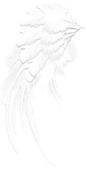 唯美欧式复古纹理鸽子花卉婚礼装饰免抠PNG图案 手账 (8)
