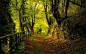 森林的路径，科克郡，爱尔兰