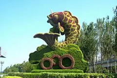 D五色草_百度图片搜索