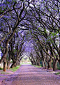 南非的蓝花楹：当地拥有70000多棵蓝花楹，盛开时使整个城市到处呈现出绚烂紫色和蓝色。
