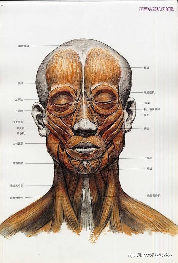 简析美术高考中人物面部的结构