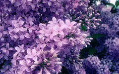 紫色清雅的丁香花电脑高清壁纸桌面壁纸1