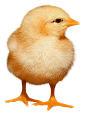 小鸡png