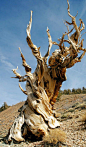 Great Basin bristlecone pine