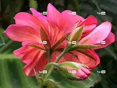 粉红色的花 美丽的花朵 圣杯 植物 花卉背景 花壁纸 院子 植物群