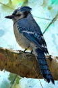 Little Blue Jay Study, Aaron Griffin : I love birds and yet never studied them. So I thought I shall... :D