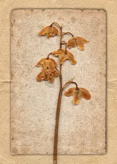 纸,干的,背景,纹理效果,季节,夏天,春天,绿色,纹理,空白的