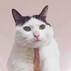 为什么很多知乎用户喜欢使用猫咪的表情包？ - 知乎