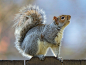 Eastern gray squirrel 37 by EasternGraySquirrel