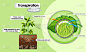 Diagram showing transpiration in plant