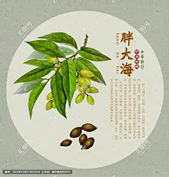 胖大海 大海子 大洞果大发 药材医草 手绘值物花草 手绘中草药 中草药包装插画 草本植物 医药包装插画 中药大全 中药插画 中医文化 手绘胖大海 百草集 本草纲目