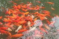鲤鱼,华丽的,鱼肉,自然,水,美,黄金,水平画幅,档案
