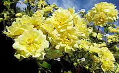 黄玫瑰 花 花壁纸 班克西亚 攀登 植物 花园 美丽的花朵