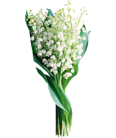 ngochoatran1311采集到flower