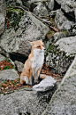 Fox, rock, stone and landscape HD photo by Paul Hermann (@plhrmnn) on Unsplash : Download this photo by Paul Hermann (@plhrmnn)