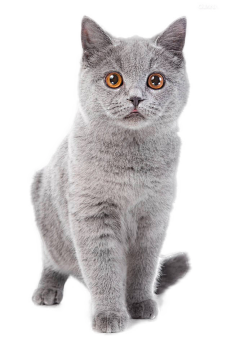 小小小凉包采集到猫