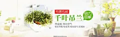 千叶吊兰绿植园艺海报背景