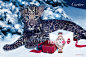 【图】森林中的寻宝之旅！卡地亚 (Cartier) 2012年冬季微电影，与小猎豹一起畅游冰雪世界吧！_海报时尚网