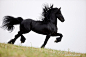 Friesian Steps Out  Fine Art Horse Photograph by Carol Walker www.LivingImagesCJW.com