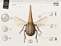 Application Design typography   israel hebrew  ipad app  insect  UI  UX  Interaction Design  graphic design