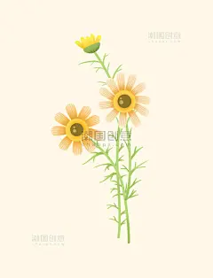 立春花草植物太阳花