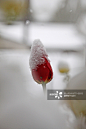 Close-Up Of Snow On Red Flower Bud