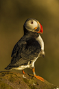 superbnature:
Puffin in the light … by didiervar83 http://ift.tt/1xVUMT4


ღ

