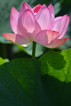 行悠采集到出水芙蓉