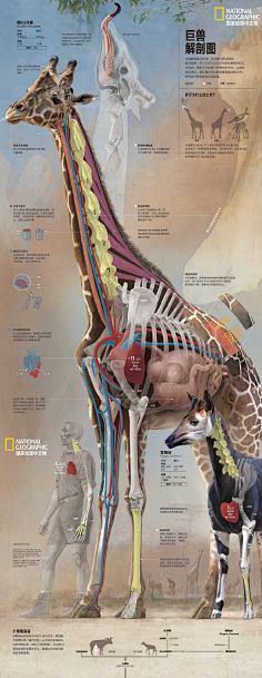 长颈鹿身高4到6米,在动物王国中有如鹤立鸡群,但它们经700万年的进化