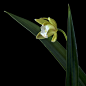 107)Cymbidium Y