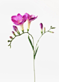 Purple Silk Freesia Flowers