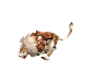 狮子1