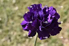 花 康乃馨 Windows壁纸 盛开 开花 花瓣 生长 全高清壁纸